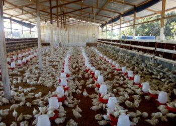 Fotos: Divulgação/Adaf