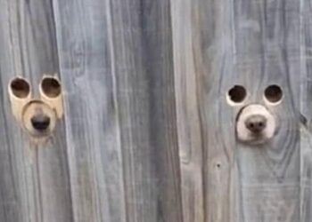 Foto: Reprodução/TikTok/@liltroubless