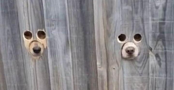 Foto: Reprodução/TikTok/@liltroubless