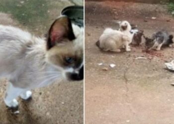 Polícia Civil de Minas Gerais/Divulgação