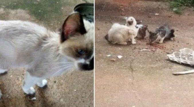 Polícia Civil de Minas Gerais/Divulgação