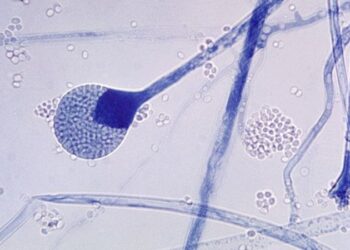 Crédito, Getty Images