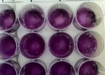 Foto: Ney Carvalho/Uece/Reprodução