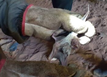 Foto: Reprodução/ José Veloso Junior