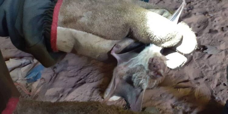 Foto: Reprodução/ José Veloso Junior