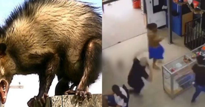 Foto: O bichano era enorme e deixou clientes e funcionários apavorados com a situação, que foi flagrada por câmeras. Foto: Reprodução