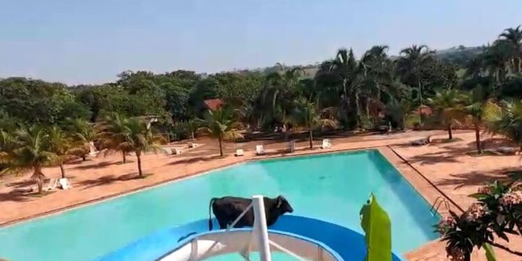 Boi subiu em toboágua de clube de Nova Granada (SP) — Foto: Reprodução/G1