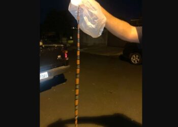 Casal acredita que a cobra veio de área de mata que fica próximo a casa deles. Foto: Reprodução