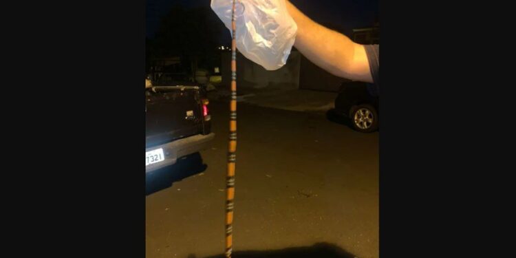 Casal acredita que a cobra veio de área de mata que fica próximo a casa deles. Foto: Reprodução