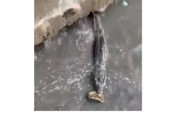 Flagra foi feito por um homem que caminhava pelo local. Foto: Divulgação