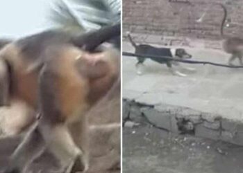 Grupo estaria atacando os cachorros e já não tem mais nenhum vivo na comunidade. Foto: Reprodução