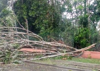 Houve o registro de várias árvores que caíram durante o temporal. Foto: Divulgação