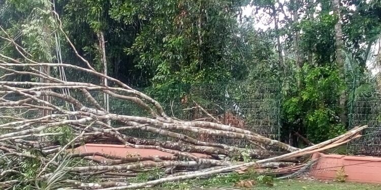 Houve o registro de várias árvores que caíram durante o temporal. Foto: Divulgação