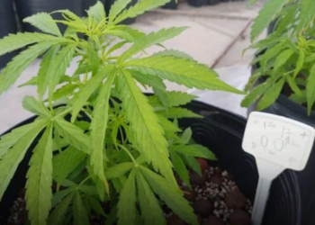 O dentista, além de não receber a mercadoria, ainda foi extorquido em mais de R$ 200 mil. Foto: Reprodução/Internet