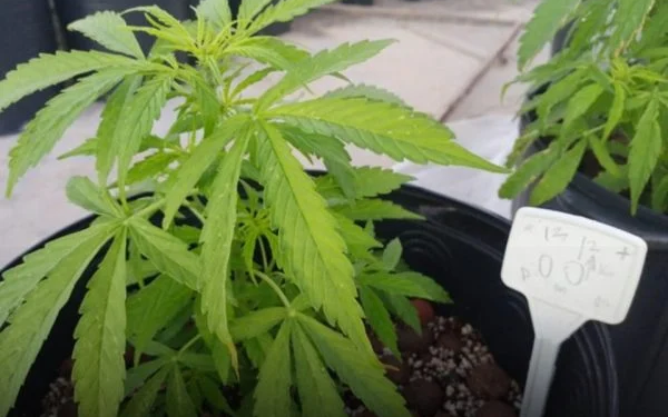 O dentista, além de não receber a mercadoria, ainda foi extorquido em mais de R$ 200 mil. Foto: Reprodução/Internet