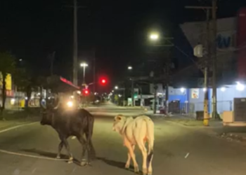 Bois foram flagrados andando numa boa. Foto: Reprodução