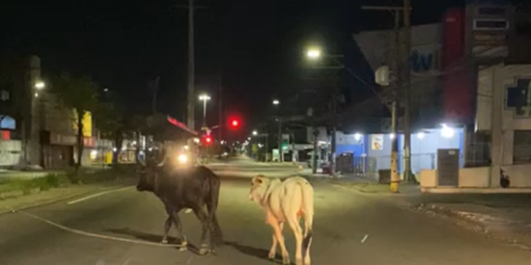 Bois foram flagrados andando numa boa. Foto: Reprodução