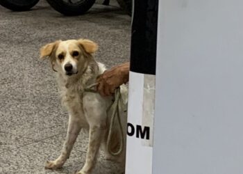 A cadela foi levada para um abrigo do vereador. Foto: Reprodução