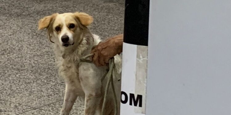 A cadela foi levada para um abrigo do vereador. Foto: Reprodução