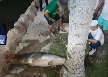 Peixe foi morto dentro de condomínio de luxo. Foto: Reprodução