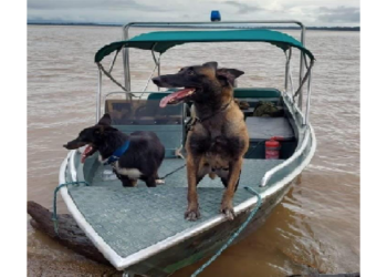 Honda foi sepultada na selva. Foto: Divulgação