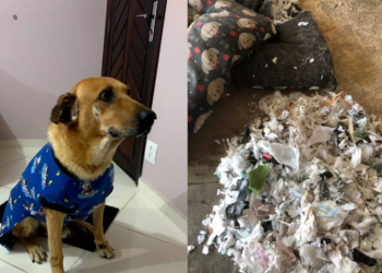 Estudante se revoltou ao perceber o que tinha no interior do colchonete. Foto: Divulgação