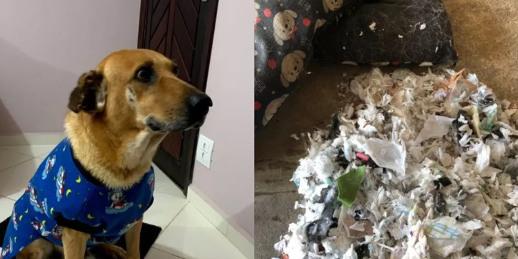 Estudante se revoltou ao perceber o que tinha no interior do colchonete. Foto: Divulgação