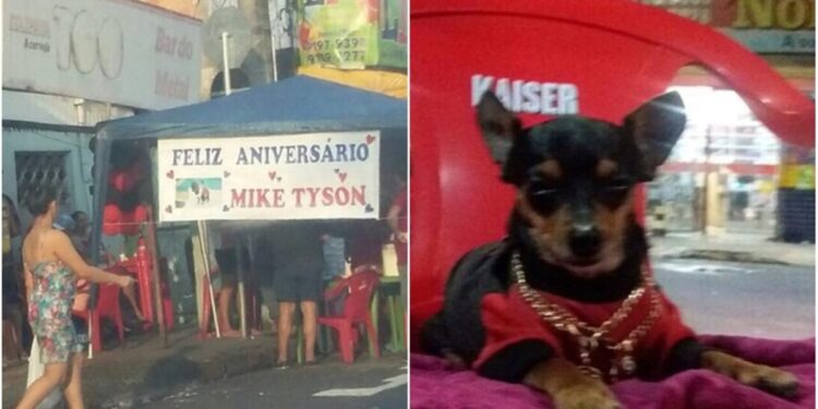 Cachorrinho virou celebridade no bairro Alvorada, Zona Oeste. Foto: Reprodução