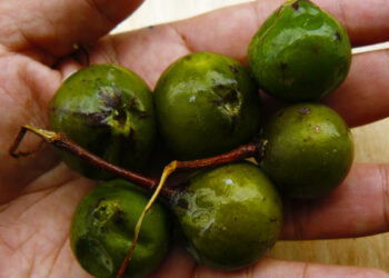 Frutinha quando era encontrada era comida pelas crianças. Foto: Reprodução/Internet