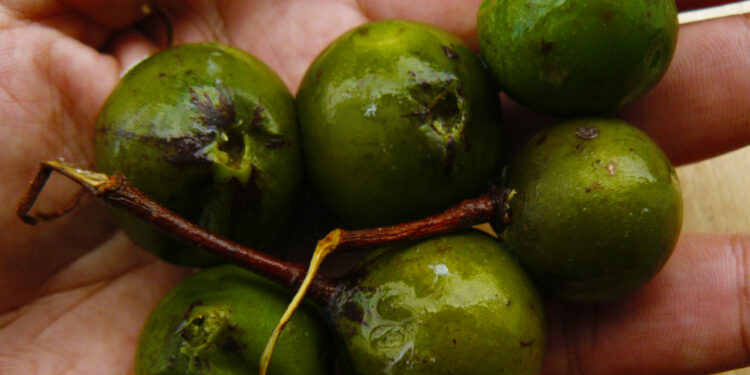 Frutinha quando era encontrada era comida pelas crianças. Foto: Reprodução/Internet