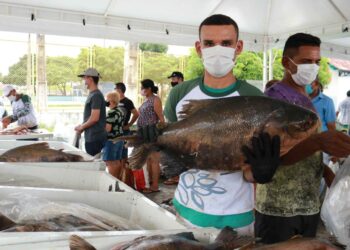 Feirantes irão comercializar tambaqui, matrinxã e pirarucu a preços acessíveis à população. Foto: Ruth Jucá