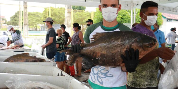 Feirantes irão comercializar tambaqui, matrinxã e pirarucu a preços acessíveis à população. Foto: Ruth Jucá