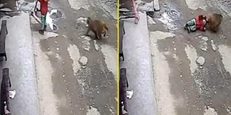 Uma câmera flagrou o momento que a menina foi atacada. Foto: Reprodução