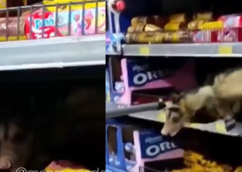 O bicho foi visto no supermercado da avenida Pedro Teixeira. Foto: Reprodução/Manaus da Depressão