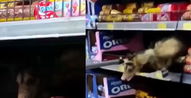 O bicho foi visto no supermercado da avenida Pedro Teixeira. Foto: Reprodução/Manaus da Depressão