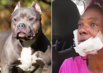 A dona do animal disse que o cachorro é dócil. Foto: Reprodução