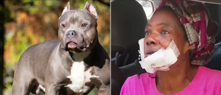 A dona do animal disse que o cachorro é dócil. Foto: Reprodução