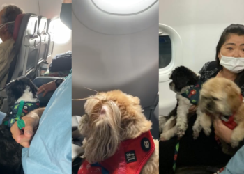 A passageira entrou em contato com um advogado especialista e conseguiu assegurar o direito dela. Foto: Divulgação