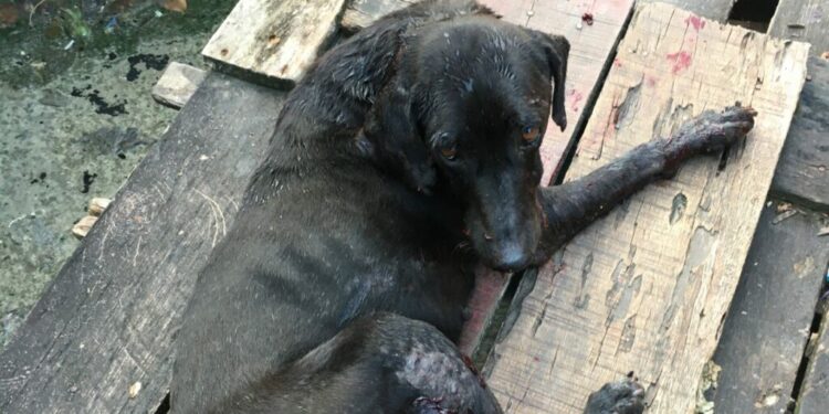 Blade foi atingido com dois tiros. Foto: Divulgação