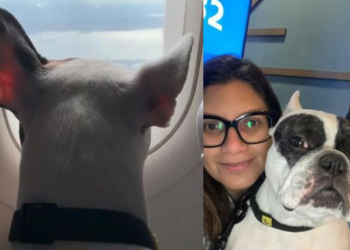 Charlie viajou do Canadá ao Brasil. Foto: Reprodução