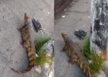 O animal foi amarrado num poste de energia elétrica. Foto: Reprodução