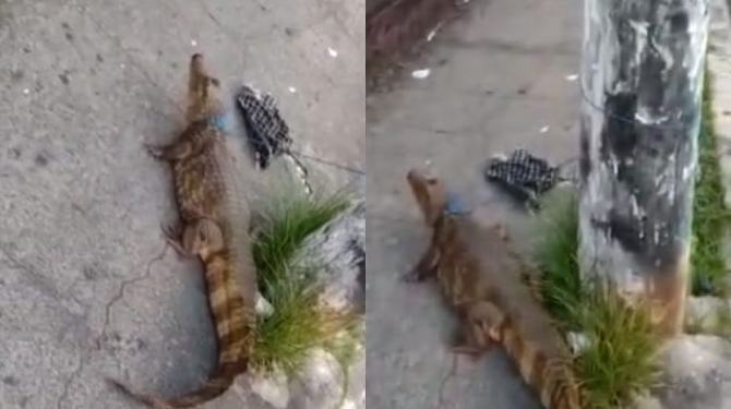 O animal foi amarrado num poste de energia elétrica. Foto: Reprodução