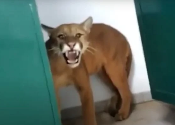 A onça parda era fêmea e foi resgatada. Foto: Reprodução