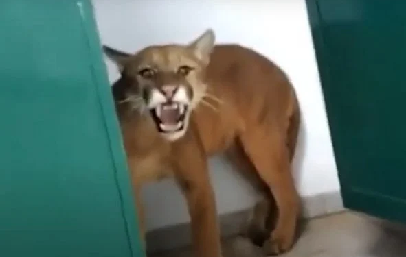 A onça parda era fêmea e foi resgatada. Foto: Reprodução