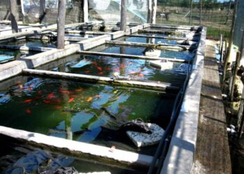 Os bandidos levaram vários peixes. Foto: Reprodução/Internet