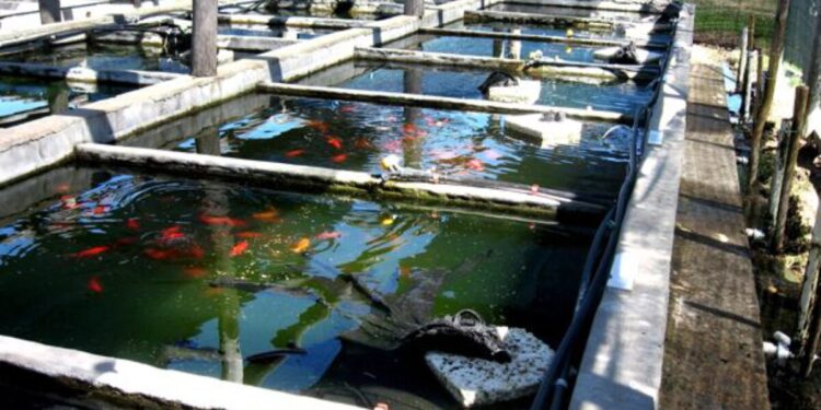 Os bandidos levaram vários peixes. Foto: Reprodução/Internet