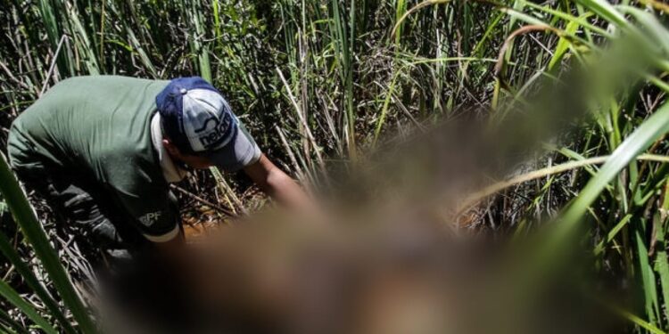 O crime aconteceu em área de mata. Foto: Reprodução/Internet