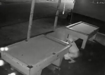 A cena chamou a atenção da proprietária do bar. Foto: Reprodução