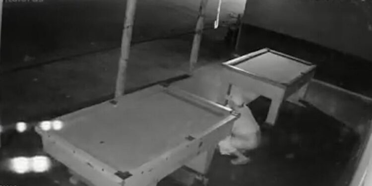 A cena chamou a atenção da proprietária do bar. Foto: Reprodução