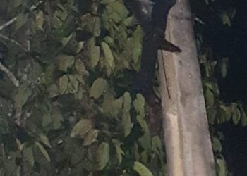 O acidente aconteceu na noite desta terça-feira (14). Foto: Divulgação